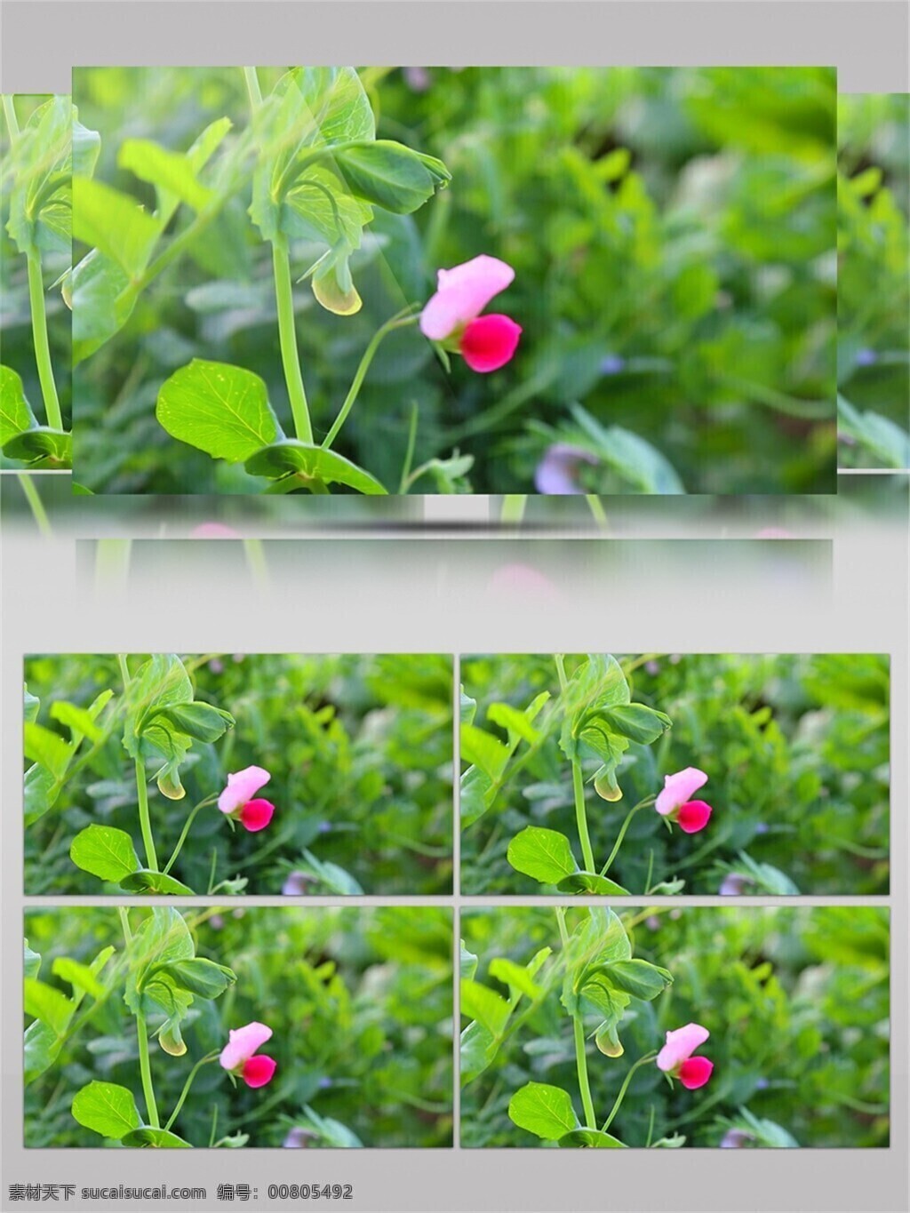 唯美 粉色 豌豆 花 視頻 音效 綠色 植物 花卉 花朵 田園風(fēng)光 果實 視頻音效