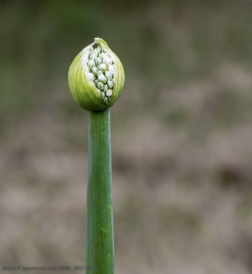 大蔥花骨朵 蔥花 開花 白色 花苞 生物世界 蔬菜