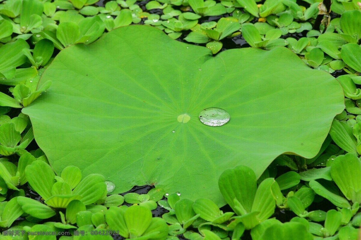 翠綠的荷葉 荷葉 綠葉 蓮藕 荷塘 生物世界 花草