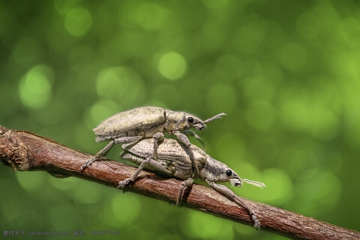 野生动物甲虫 甲虫 昆虫 动物 特写 自然 放大率 野生动物 绿色
