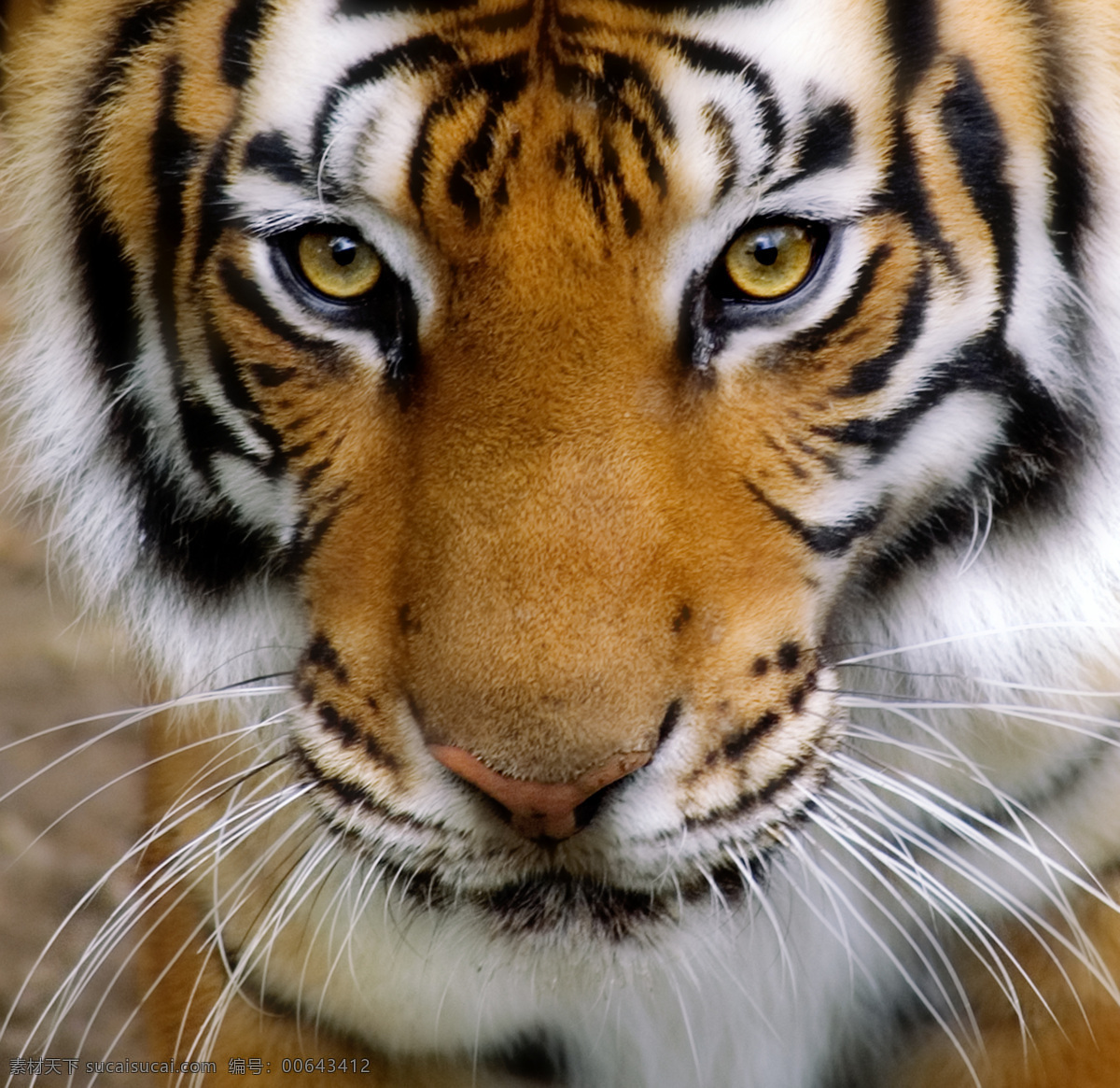华南虎 吊睛白额虎 老虎 动物 眼神 凶猛 野生动物 生物世界