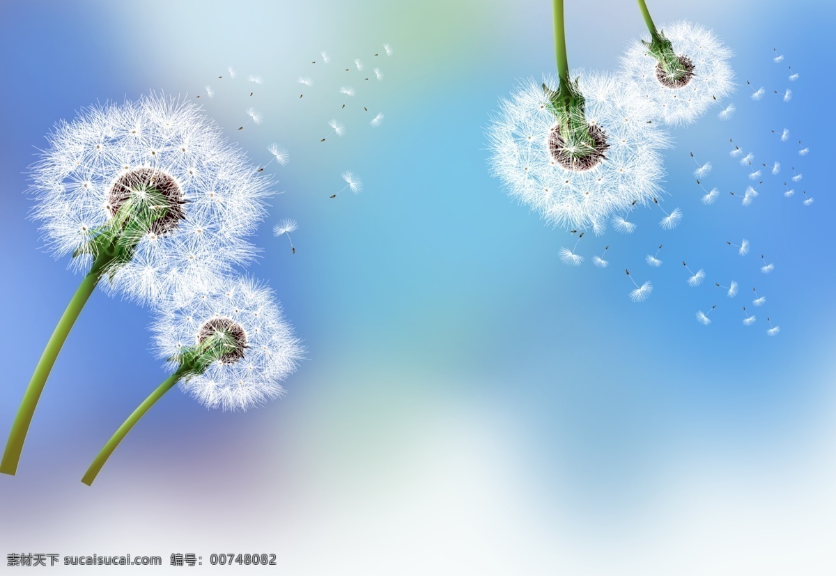 蒲公英圖案 蝴蝶 矢量蒲公英 蒲公英