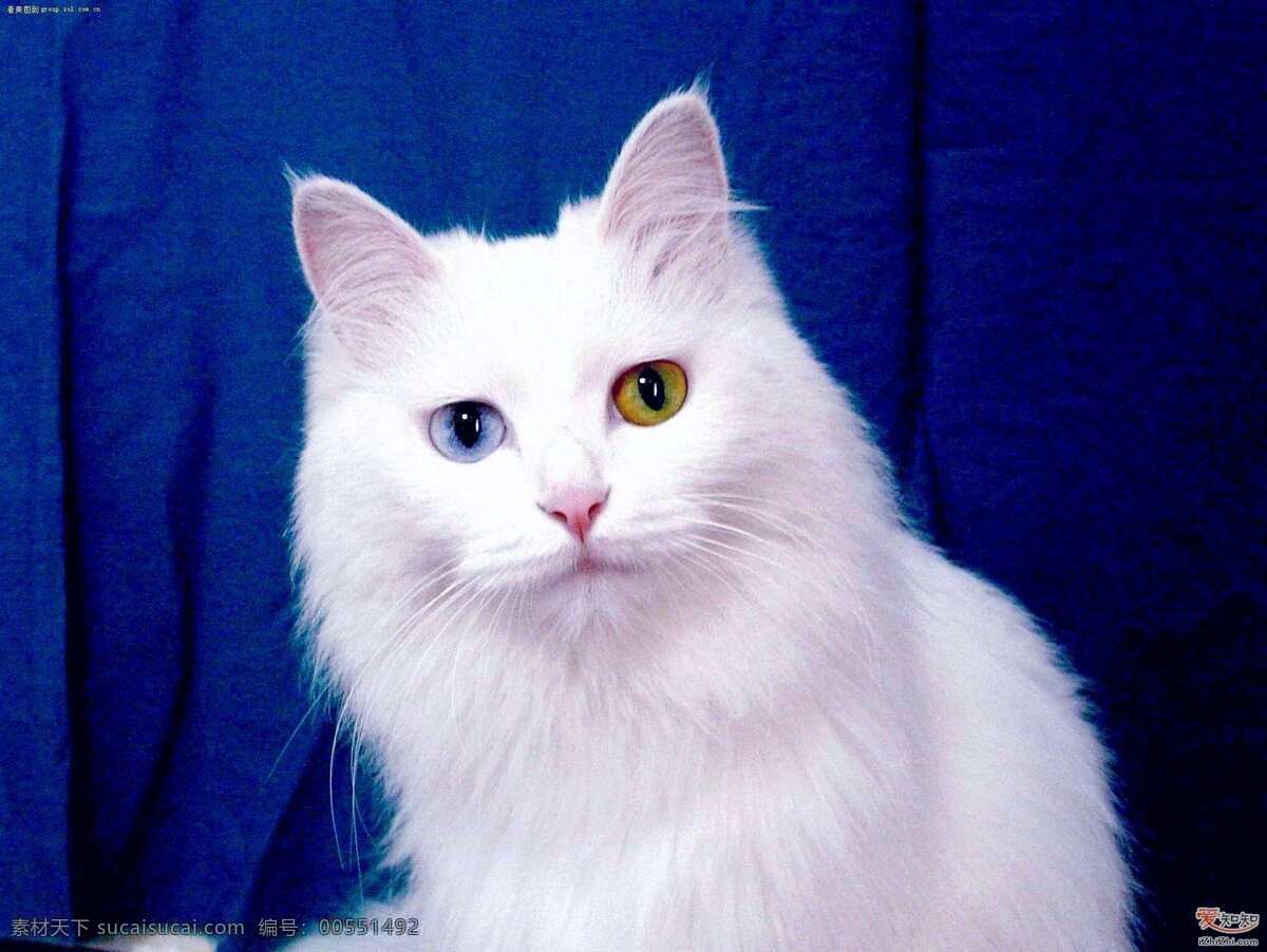 貓 貓科動(dòng)物 寵物貓 小貓 花貓 貓咪 寵物 家貓 cat 家禽家畜 生物世界