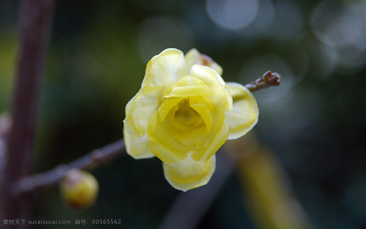 臘梅 花卉 蠟梅 黃梅花 先花 后葉 著生 葉腋 萼片 花瓣?duì)?外花被 黃色 內(nèi)輪 紫色 蠟質(zhì) 濃香 生物世界 花草