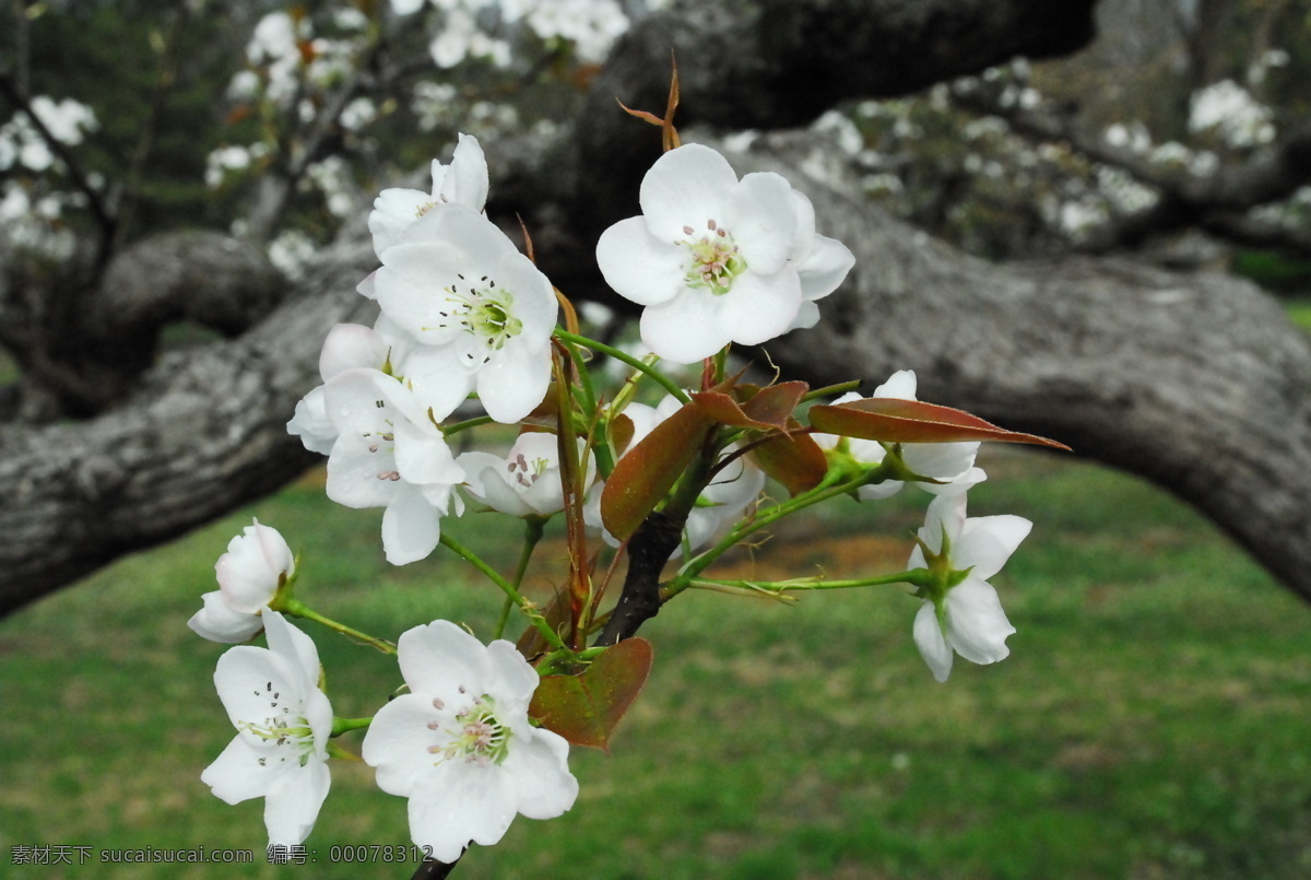 梨花 梨 花 萊陽梨 梨鄉(xiāng)萊陽 花卉 美景 生物世界 花草