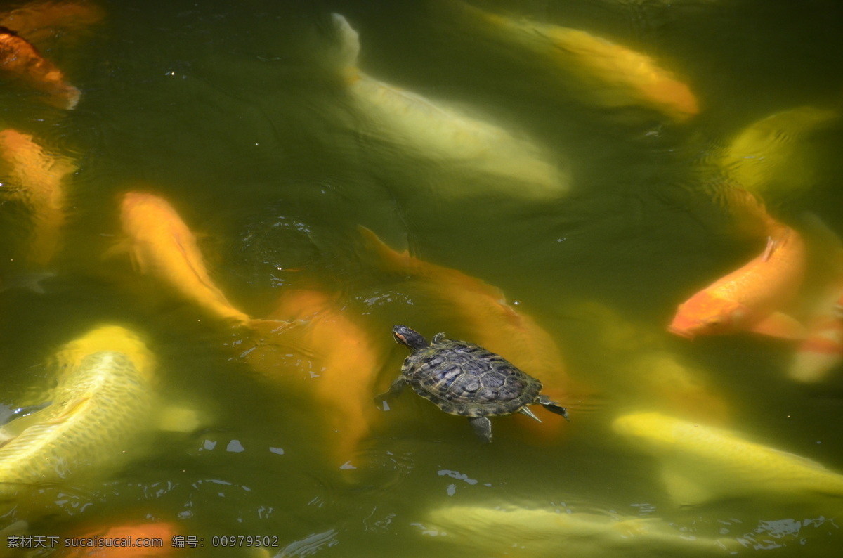 錦鯉 鯉魚 生物世界 烏龜 魚類 密西西比 紅 耳 龜 巴西龜 巴西彩龜 紅耳龜 七彩龜 秀麗錦龜 麻將龜