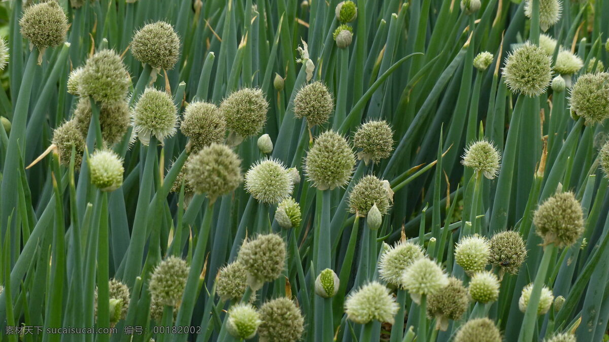 清新 蔥花 高清 綠色 蔬菜 花卉 花球 花