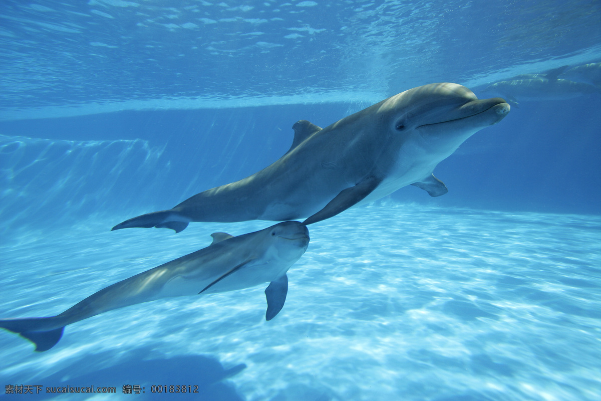 水中 海豚 海豚攝影 動物 動物素材 海洋動物 大海圖片 風(fēng)景圖片