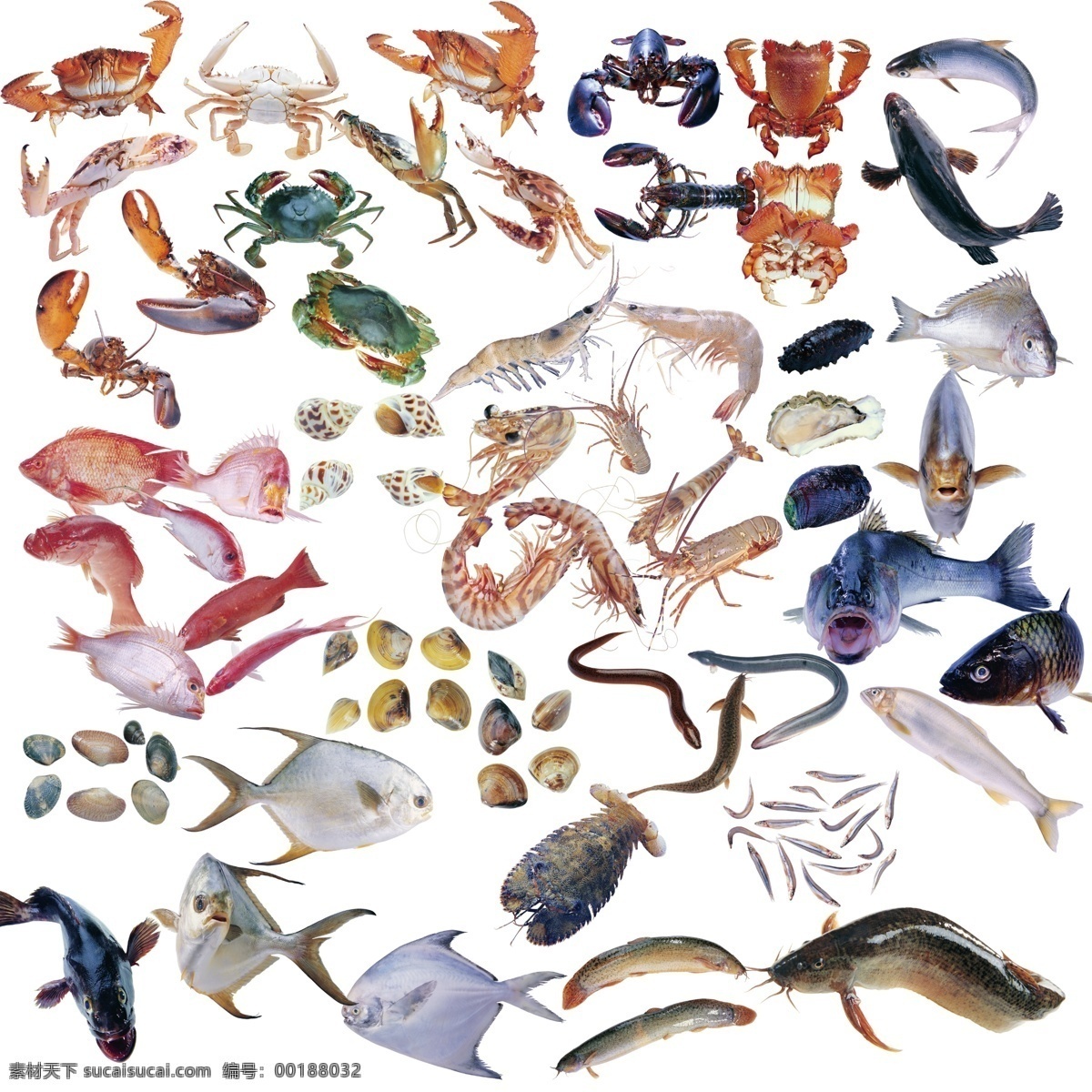 魚類 合集 分層 貝 鯉魚 螃蟹 蝦 源文件 魚類合集 鯰魚 生物世界