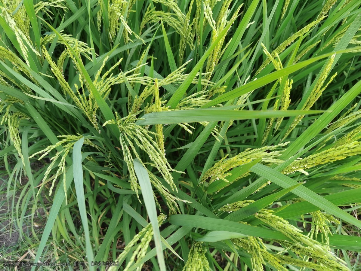 未 成熟 小麦 未成熟的麦子 绿色的麦子 麦子素材 自然景观 绿色 麦子元素 粮食 麦地 水稻 稻田 插秧 种植 水稻种植 绿色小麦 水稻丰收 水稻收割 丰收 麦田稻香 稻香