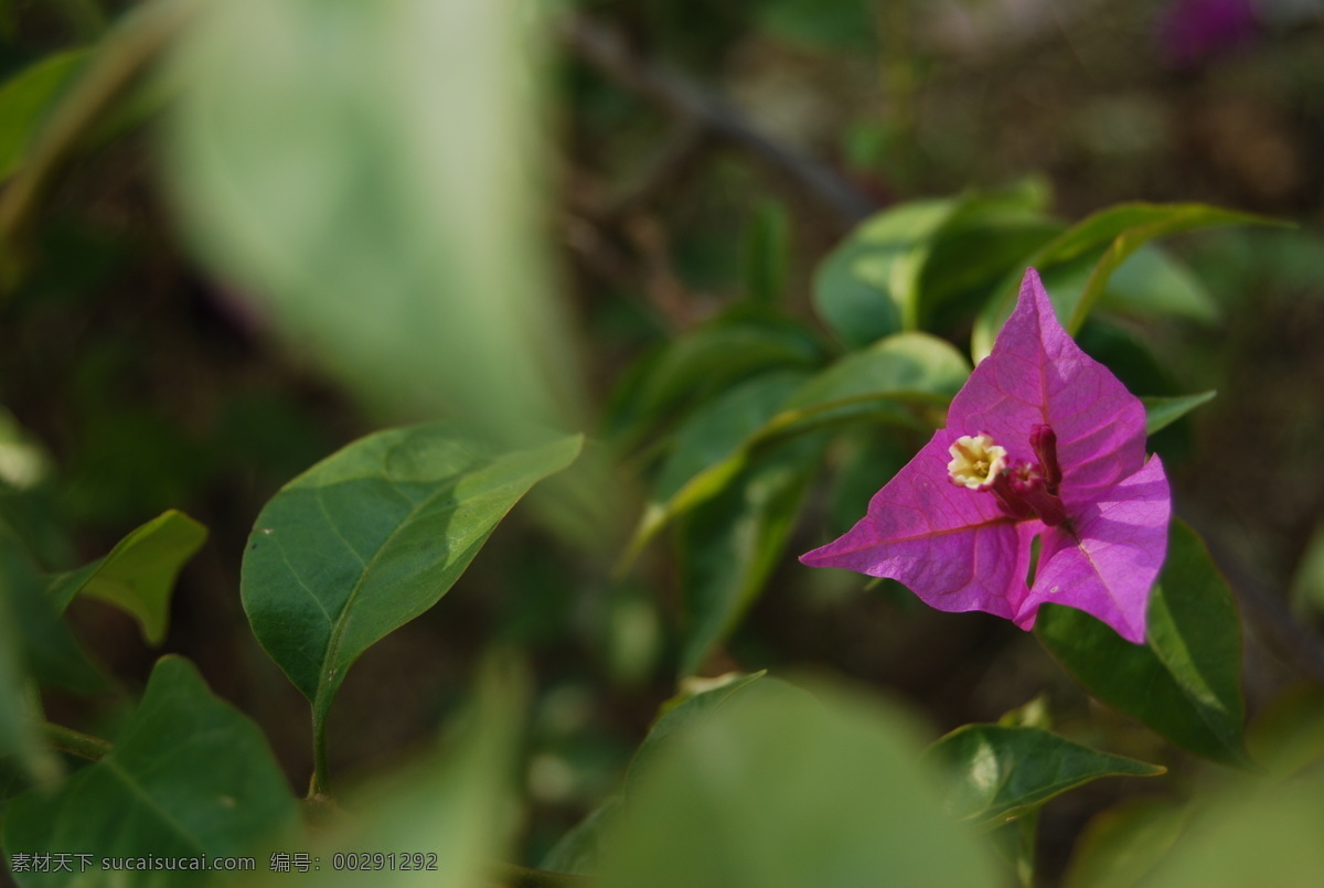 三角梅 葉子花 植物 陽光 深秋 花草 花瓣 花卉 春天 夏天 廈門市花 廈門市市花 廈門 粉紅色 紅花 玫瑰紅 花叢 綠葉 葉子 自然 花 鮮花 喜慶 花花草草 生物世界