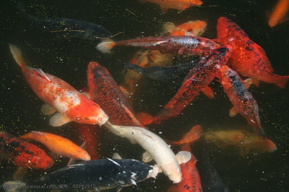 池塘 里 錦鯉 高清 家養(yǎng) 錦鯉魚 鯉魚 小魚 魚群