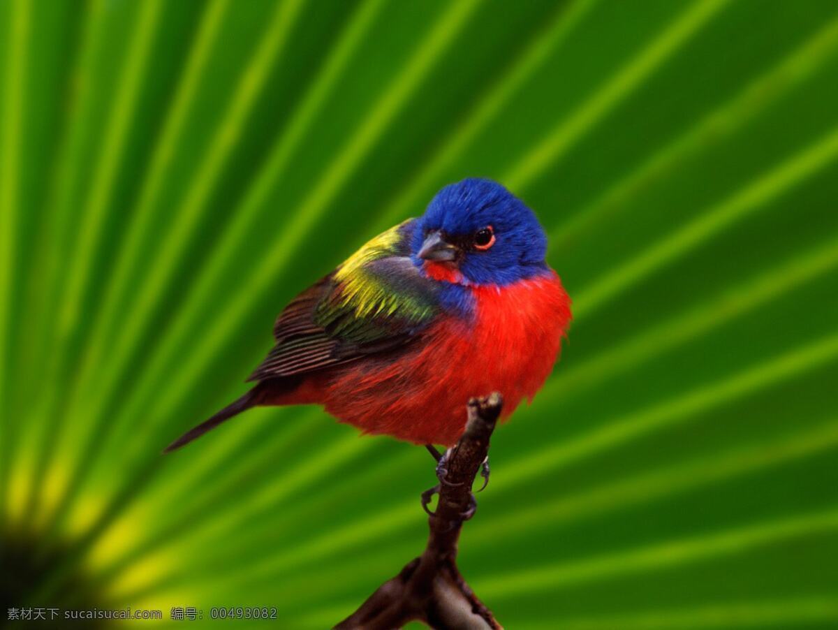 鸟类 写真 非常 写实 难得 鸟 逼真 清晰 生物世界