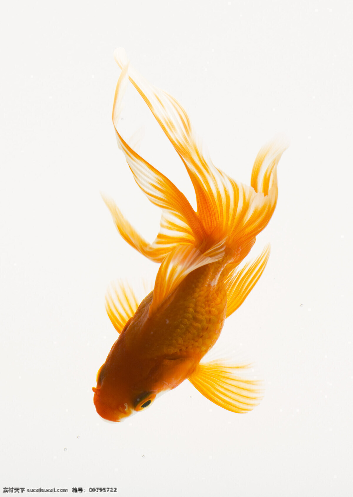 金魚 特寫 多彩夏天 紅魚 夏日 夏季 攝影圖 高清圖片 水中生物 生物世界