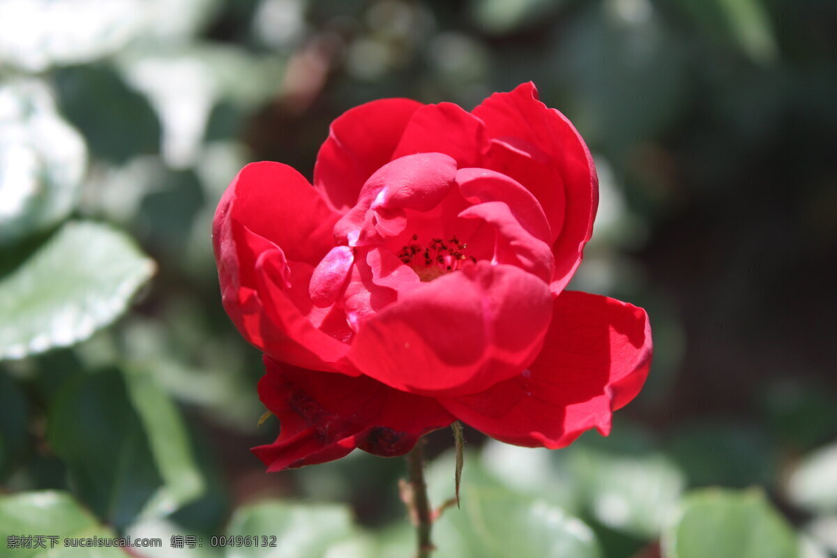 紅玫瑰 紅色花卉 花草 花卉攝影 玫瑰 玫瑰花 生物世界 園林植物 植物景觀 景觀花 花卉展示 植物攝影 四月花卉 春季花卉 重瓣花卉 景觀攝影 psd源文件