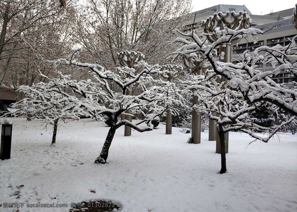 校园雪景图片 校园雪景 雪景 冬天 下雪 清华 清华雪景 树 白雪 自然景观 自然风景