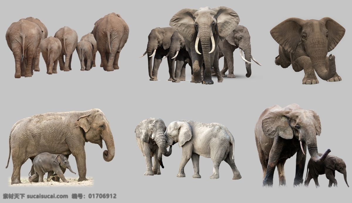 大象图片 大象 长鼻子 小象 大耳朵 动物 动物世界 生物世界 透明底 免抠图 分层图 分层 动物透明底
