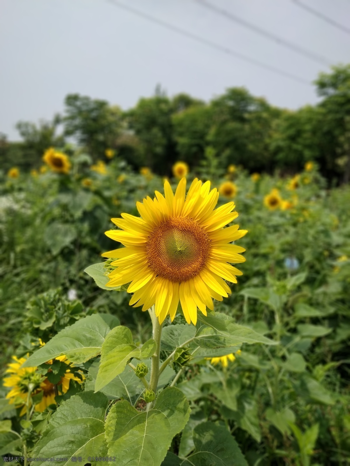 向日葵圖片 向日葵 太陽(yáng)花 陽(yáng)光 燦爛 田野 風(fēng)景照片 旅游攝影 國(guó)內(nèi)旅游