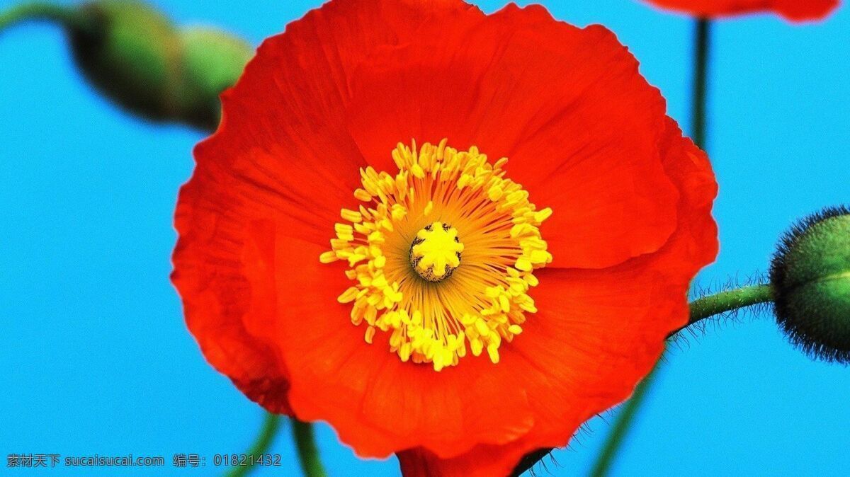 大紅 花朵 花蕊 黃色 綠葉 大紅花朵