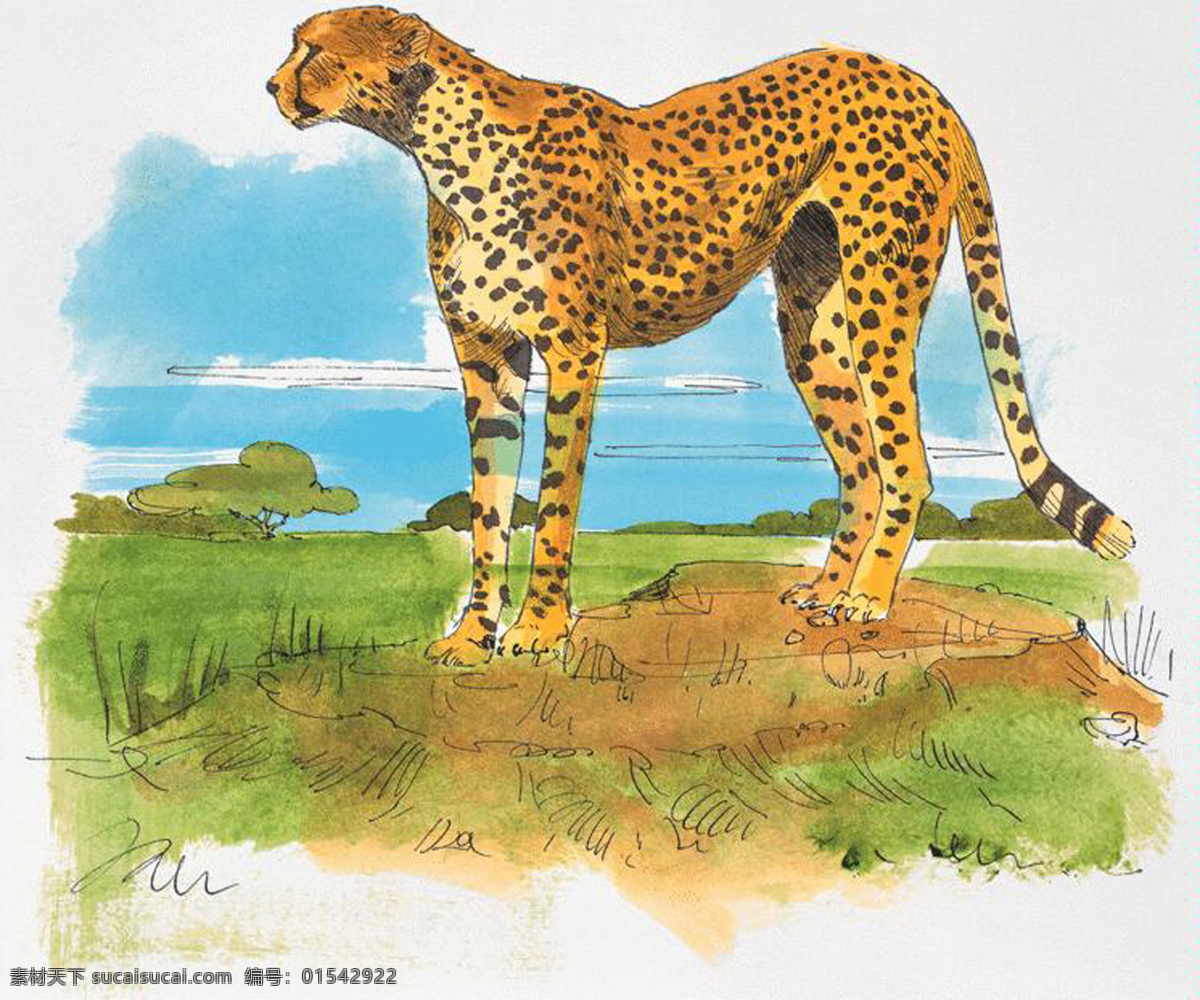 豹子 动物插图 肉食动物 猫科动物1 设计素材 书画美术 白色