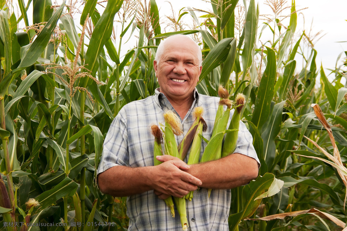 抱 玉米 外国 男人 田间种植 农民 外国男人 农作物 玉米地 农业生产 现代科技