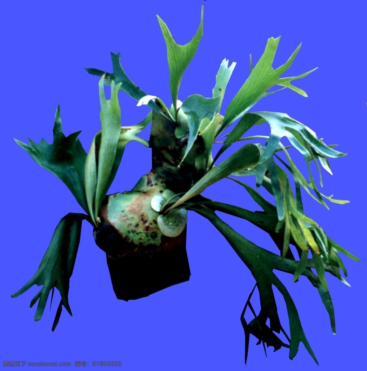 盆栽 植物 園林植物 配景素材 園林 建筑裝飾 設(shè)計素材 3d模型素材 室內(nèi)場景模型