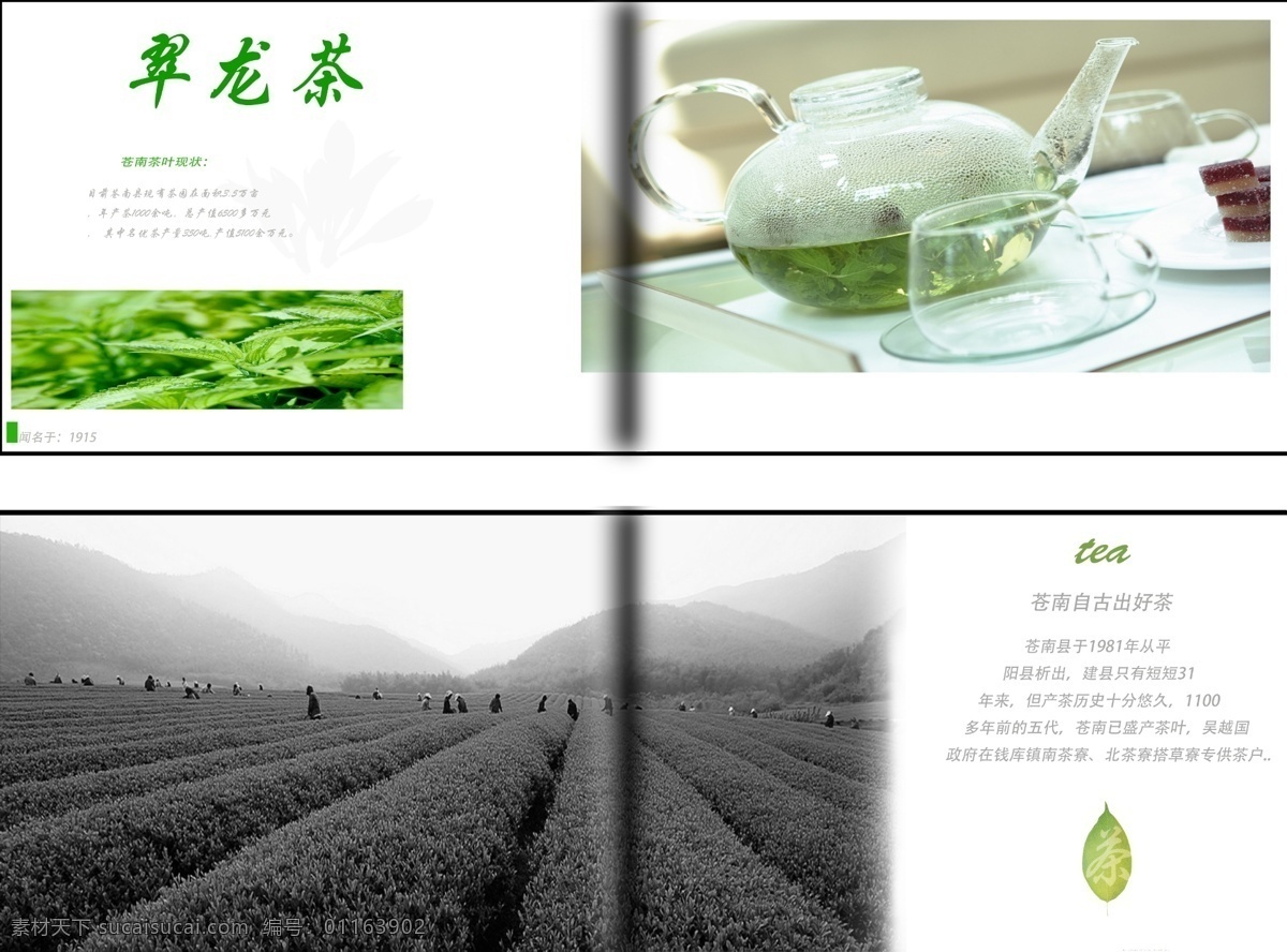 茶葉 翠龍 茶 宣傳冊