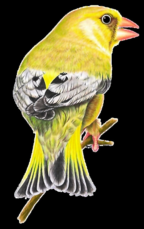可愛 透明 小 動物 合集 免 扣 大型 蝴蝶 卡通 藍色 鳥類 設計元素 水族 仙鶴 魚類 裝飾圖案
