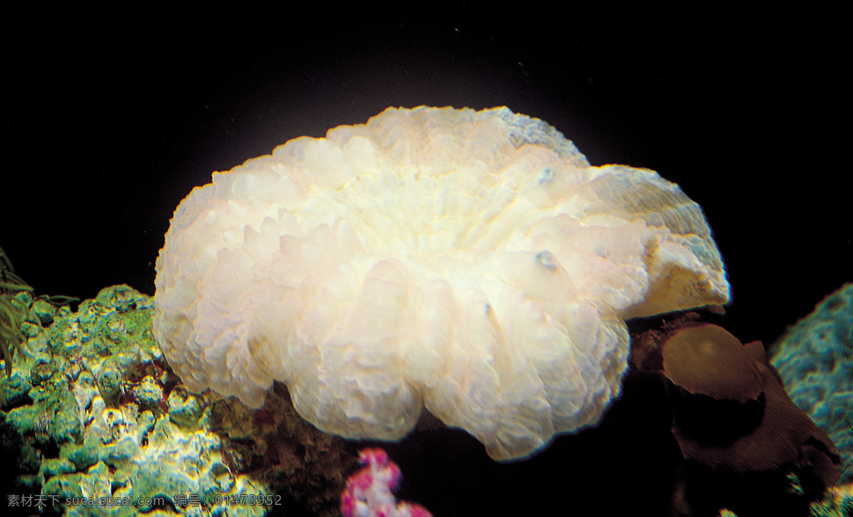 海底生物 海底世界 珊瑚 大海 珊瑚石 水下世界 水下攝影 多彩 潛水 礁石 攝影動(dòng)植物類(lèi) 生物世界 海洋生物