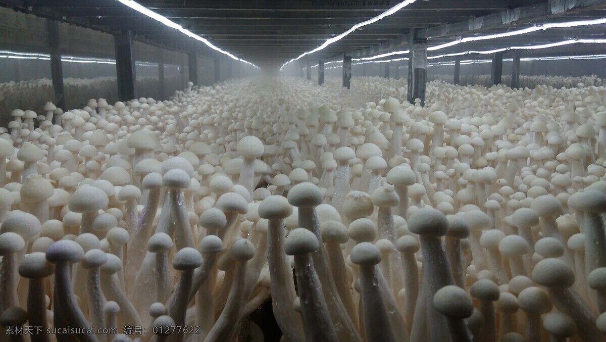 金針菇 蘑菇 平菇 瓶裝 金福菇 姬菇王 雞腿菇 花菇 海鮮菇 出菇車間
