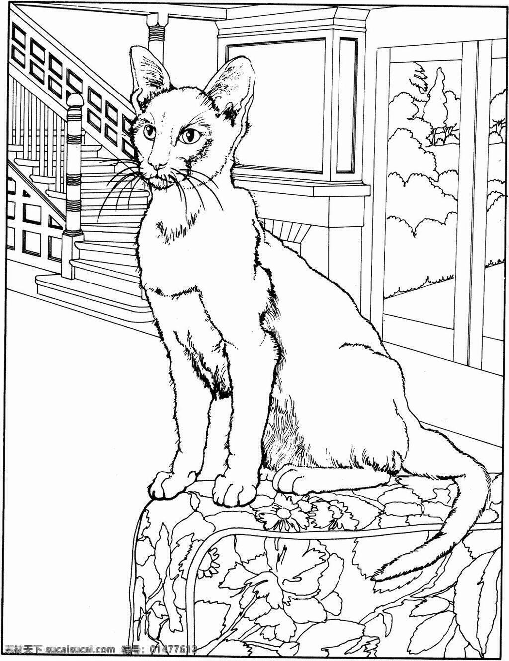 貓的素描 貓 貓科動物 設計素材 動物專輯 素描速寫 書畫美術 白色