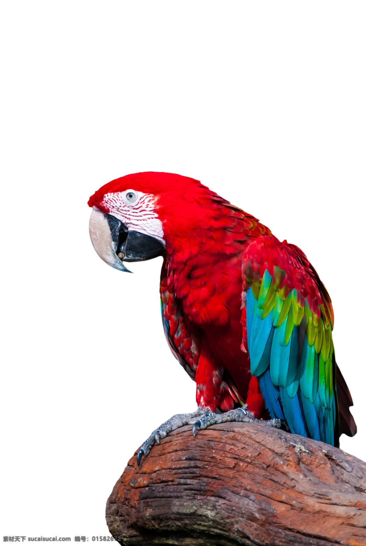 红色鹦鹉 小鸟 飞鸟 鸟类动物 飞禽 野生动物 动物摄影 空中飞鸟 生物世界 白色