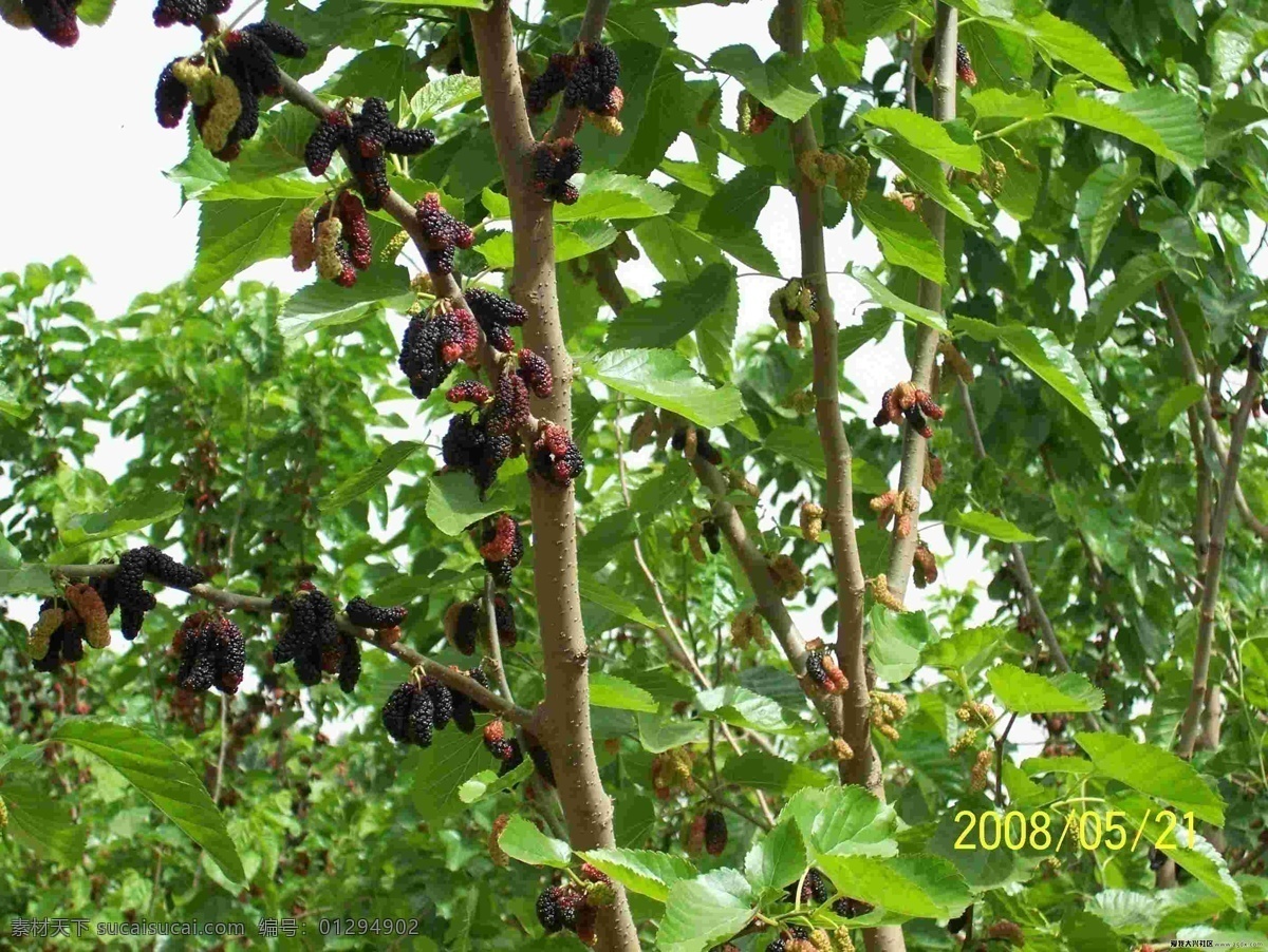 桑葚紅了 桑田 桑樹 農(nóng)桑 桑葚 桑果 水果 蠶 水果桑葚 食物 紫黑色 顆粒 美食桑葚 黑紅 葉子 宏源圖庫 自然景觀 田園風(fēng)光