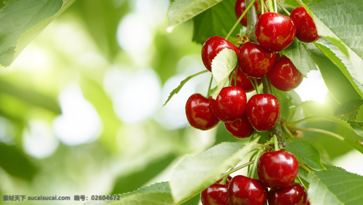 红红 大 樱桃 树上 生长的 好吃的 水果 红红的 大樱桃 蔬菜水果 生物世界
