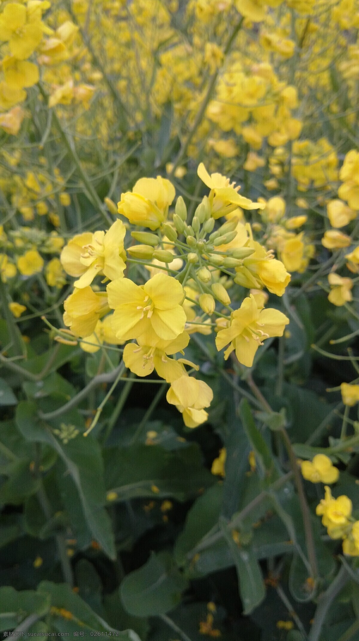 油菜花 春天 黃色 生機 田園 田園風(fēng)光 油菜 自然景觀 psd源文件