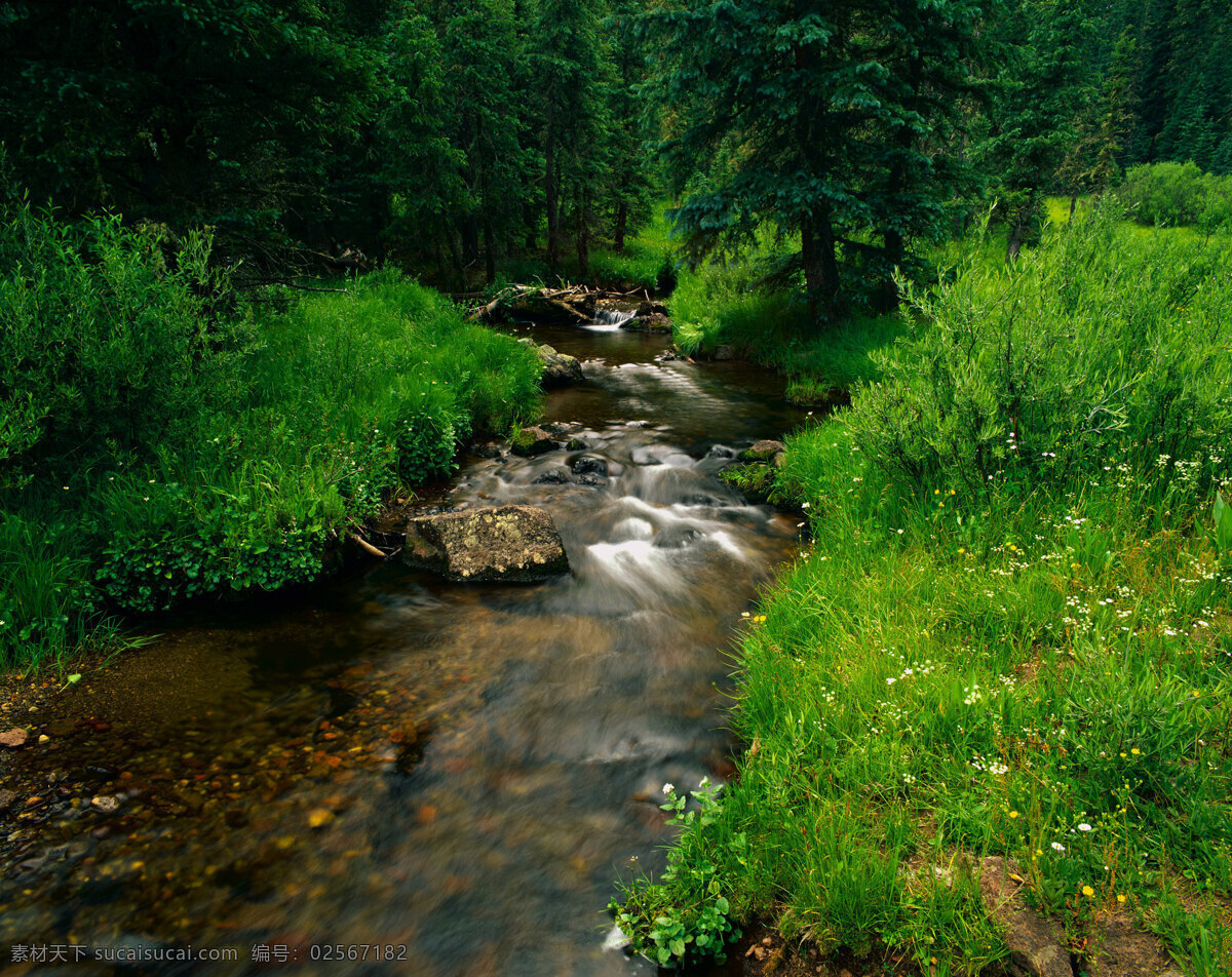 精美 自然 风光 风景 旅游 地理 野草 草地 溪流 小溪 石头 河流 水 树木 森林 美国 国家公园 森林公园 自然景观 自然风景 摄影图库