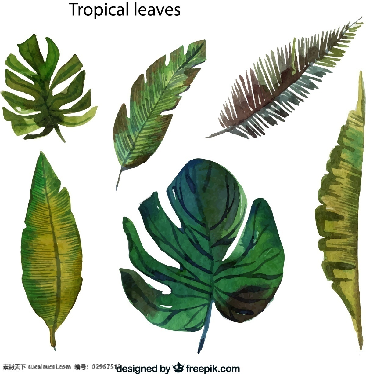 彩绘 热带 树叶 矢量 龟背竹叶 棕榈树叶 高清图片
