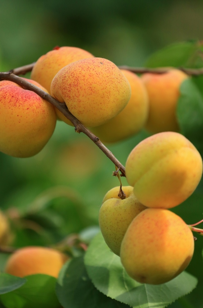 百 果园 硕果累累 杏 黄杏 黄杏熟了 水果 杏树 生物世界