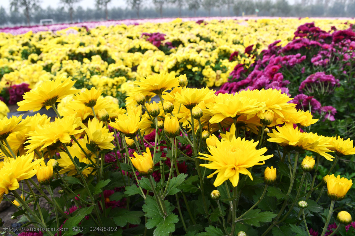 黃菊花 紅菊花 彩色菊花 園林 農(nóng)業(yè) 生態(tài)園 生物世界 花草