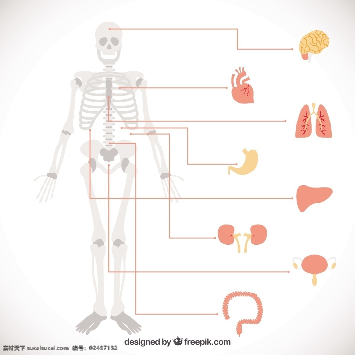 人体器官图标 信息图表 教育 人才 医疗 科学 图形 人类 骨骼 生物学 解剖学 器官 器官的信息图