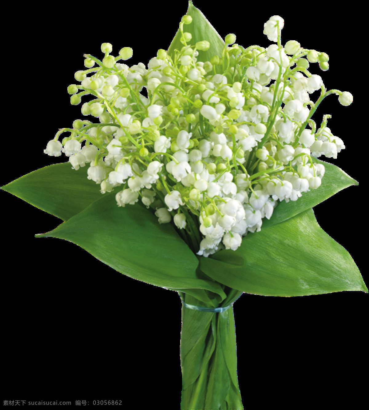漂亮 白色 铃 兰花 绿色 叶子 植物 铃兰花 花束 漂亮的铃兰花