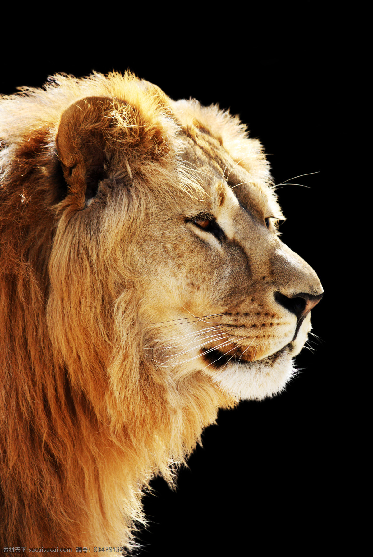 野兽 狮子 头像 凶猛 动物 头像图片 生物世界 野生动物
