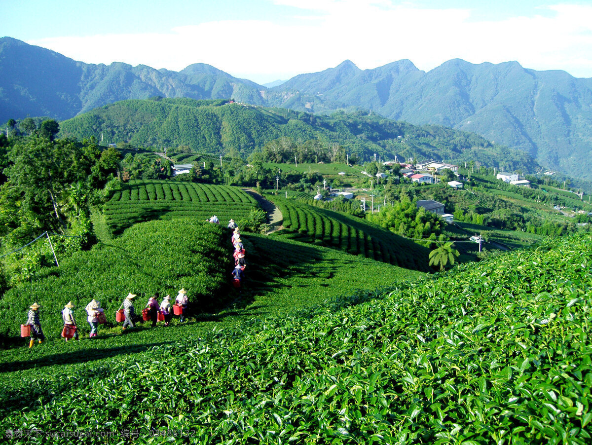 茶 茶樹 茶業(yè) 茶葉 茶園 茶園風光 風景 綠色 農業(yè) 山嶺 山地 植物 茶場 種植 人 女人 采茶姑娘 自然風景 自然景觀 矢量圖 日常生活