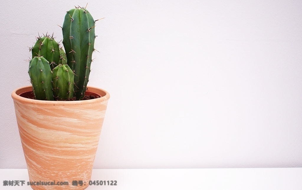 仙人掌图片 仙人掌 沙漠植物 景观植物 观赏植物 仙人掌刺 仙人掌花 仙人掌叶片 生物世界 花草