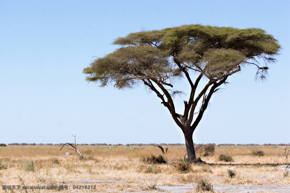非洲 草原 上 树木 非洲草原风景 平原风景 美丽非洲风景 风景摄影 美景 景色 自然风景 自然景观 黑色