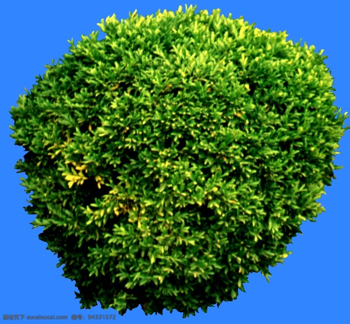 灌木 效果圖 植物 配景 園林植物 配景素材 園林 建筑裝飾 設(shè)計素材 3d模型素材 室內(nèi)場景模型