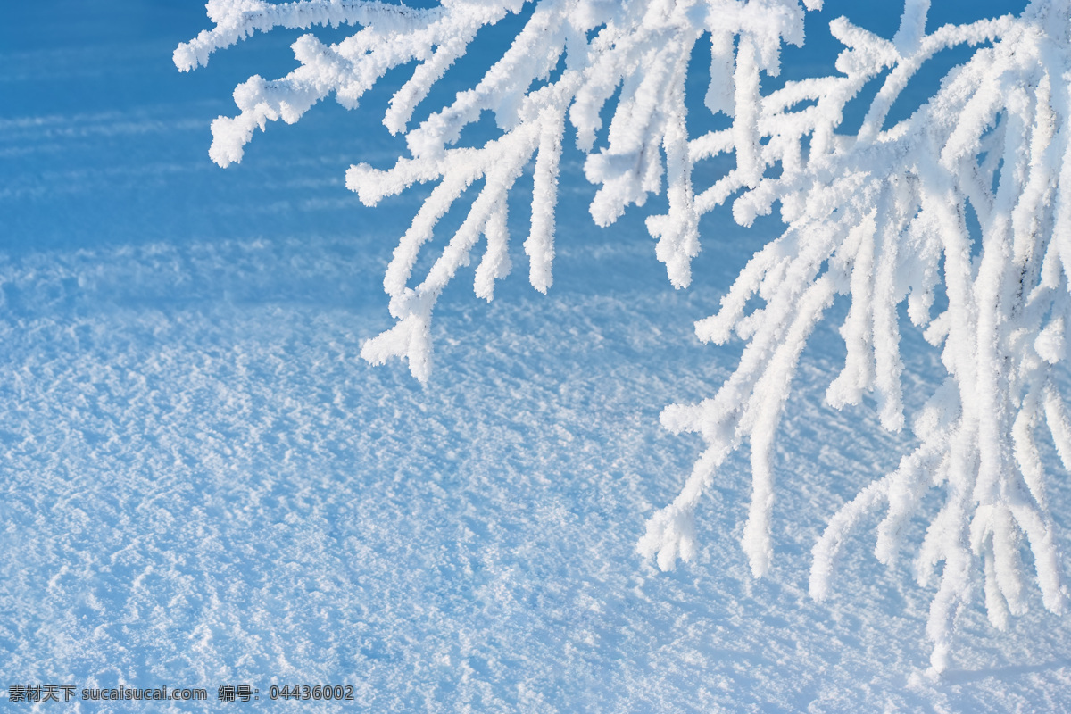 冬季風(fēng)光攝影 樹 大樹 雪 雪地 冬天 冬季 自然風(fēng)光 景區(qū) 花草樹木 生物世界 白色