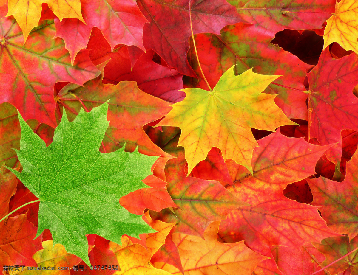 秋天的枫叶 红叶 绿叶 秋天背景 秋季背景 枫叶 背景 底纹 摘要 树木树叶 生物世界