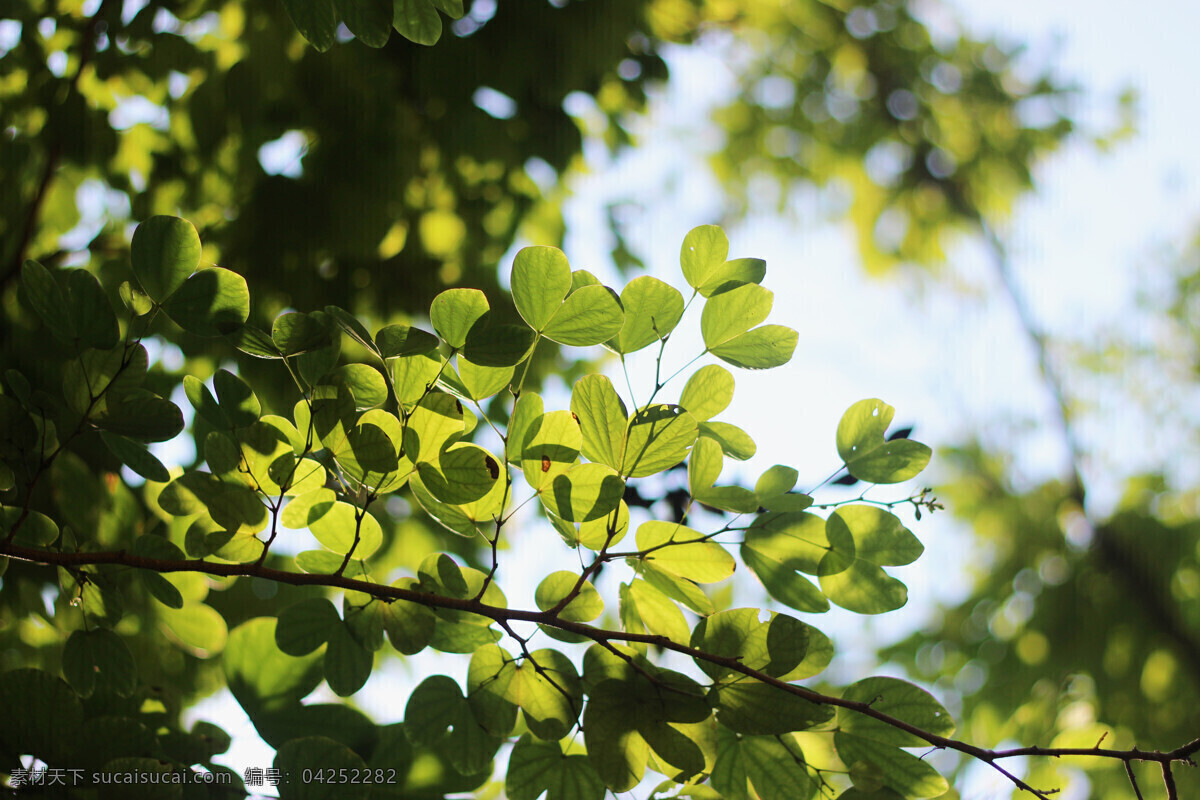 逆光 树叶 大光 圈 光斑 绿色 背景图片 绿叶 阳光 绿色背景 日常拍摄素材 生物世界 树木树叶