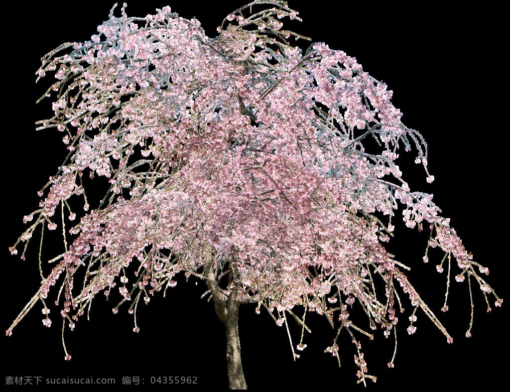 粉色 灿烂 花朵 元素 png元素 免抠元素 树木 透明素材 枝头 植物